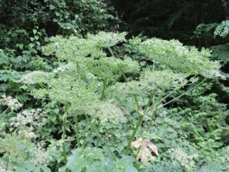 天童で見かけたシシウド