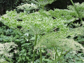 天童で見かけたシシウド