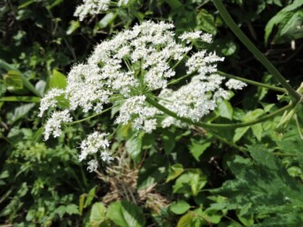 天童で見かけたシシウド