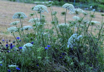 セリ科のレースフラワーかな?