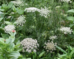 セリ科のレースフラワーかな?