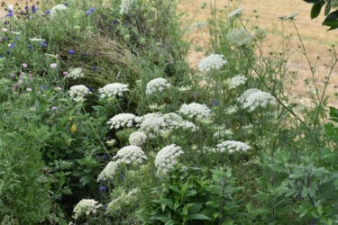 セリ科のレースフラワーかな?