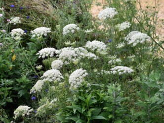 セリ科のレースフラワーかな?