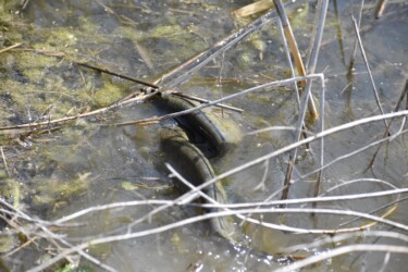 ナマズの産卵など