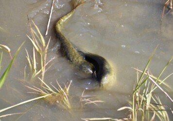 ナマズの産卵など