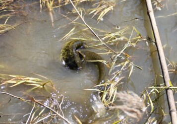 ナマズの産卵など