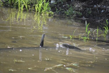 ナマズの産卵など