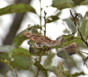 コムラサキが葉にとまる