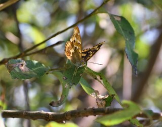 コムラサキが葉にとまる