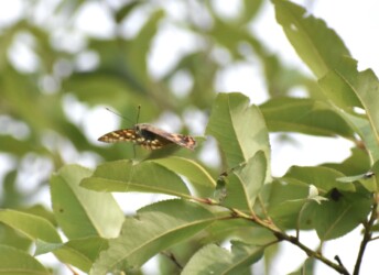 コムラサキが葉にとまる