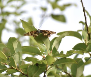 コムラサキが葉にとまる