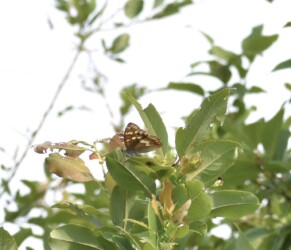 コムラサキが葉にとまる