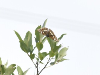 コムラサキが葉にとまる