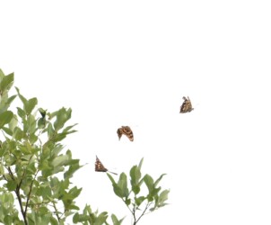 コムラサキのせめぎ合い