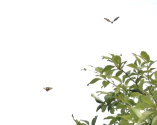 コムラサキのせめぎ合い