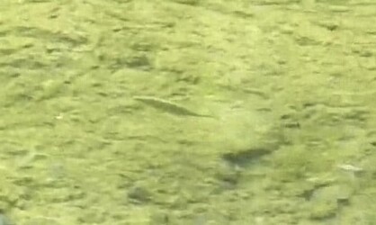 今年撮ったハリヨの写真