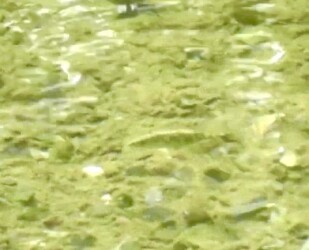 今年撮ったハリヨの写真