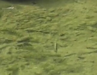 今年撮ったハリヨの写真