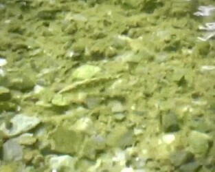 今年撮ったハリヨの写真