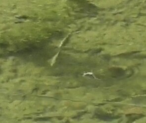 今年撮ったハリヨの写真