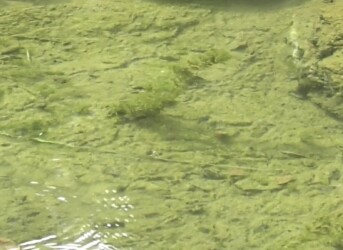 今年撮ったハリヨの写真