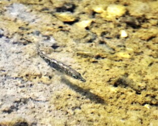 昨年撮ったハリヨの写真