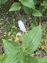 6月8日のハンゲショウ