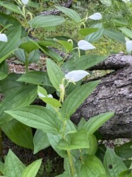 6月8日のハンゲショウ