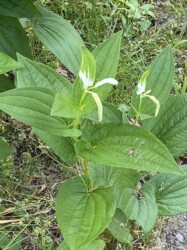 6月8日のハンゲショウ