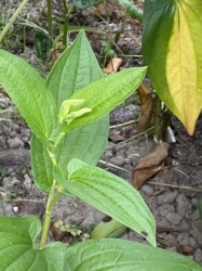 6月8日のハンゲショウ