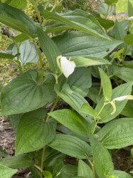 6月8日のハンゲショウ