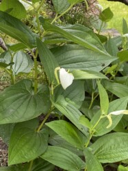 6月8日のハンゲショウ