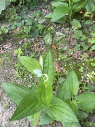 6月8日のハンゲショウ