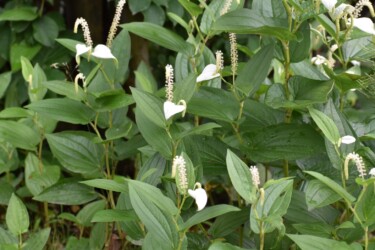 6月22日のハンゲショウ