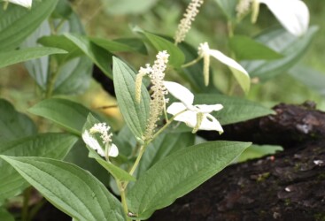 6月22日のハンゲショウ