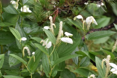 6月22日のハンゲショウ