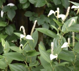 6月22日のハンゲショウ