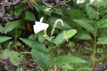 6月22日のハンゲショウ