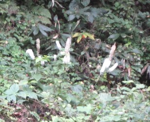 サラシナショウマ