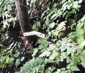 サラシナショウマ