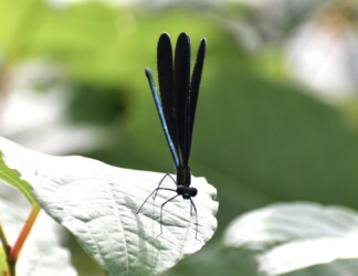 ハグロトンボのメス