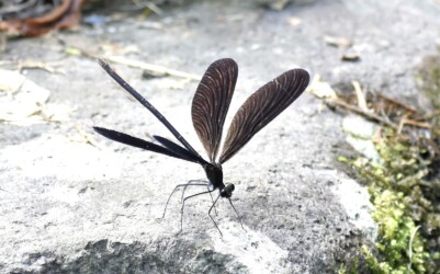 ハグロトンボのメス