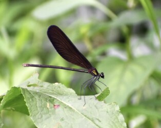 ハグロトンボのメス