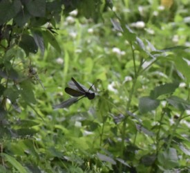 飛翔するハグロトンボ