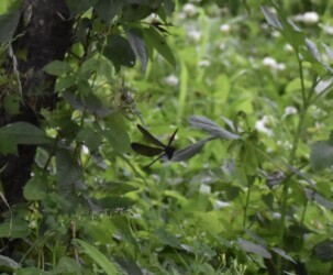 飛翔するハグロトンボ