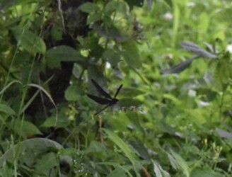 飛翔するハグロトンボ