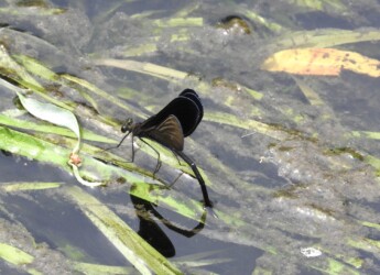 産卵するハグロトンボのメス