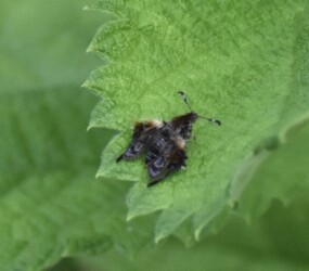 モモブトスカシバ