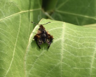 モモブトスカシバ