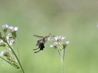 アレチハナガサの蜜をホバリングしながら吸う